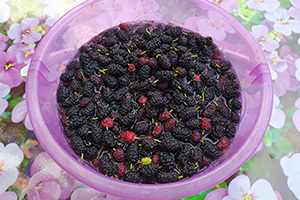 Подготавливаем ягоды