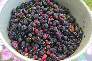 Подготавливаем ягоды