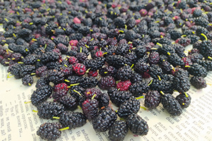 Подсушиваем ягоды