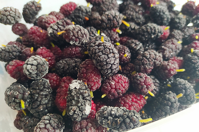 Шелковица на зиму